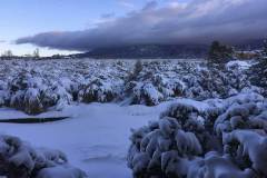 blanketed-in